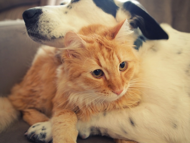 Большой рыжий кот лежит с собакой 