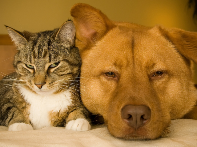 Большой рыжий пес и серый кот лежат вместе