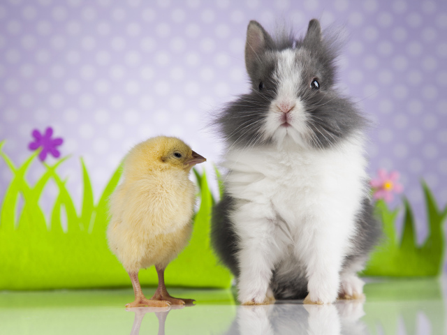 Милый декоративный кролик с цыпленком  