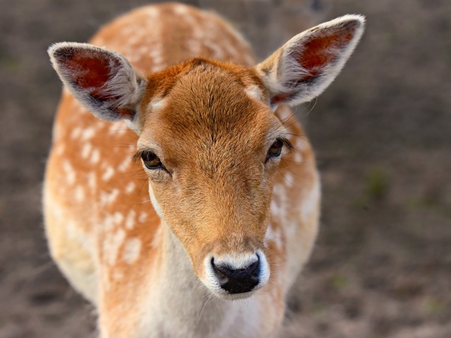 Олень крупным планом 