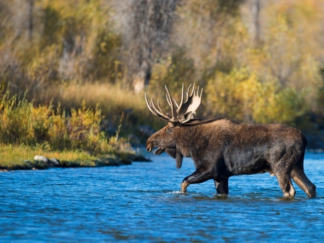 Лось с большими рогами переходит реку