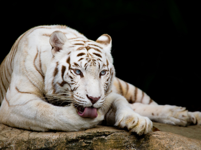 Большой голубоглазый белый тигр лежит на камне