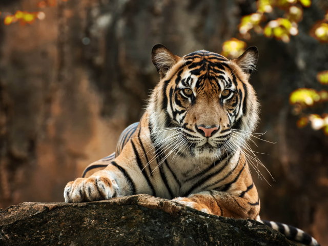 Большой полосатый тигр лежит на камне