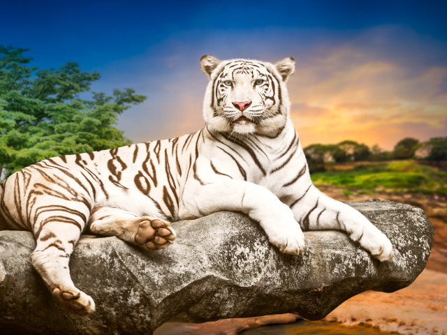 Красивый белый тигр лежит на камне 