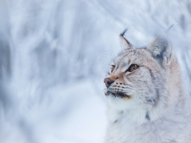 Большая красивая рысь зимой