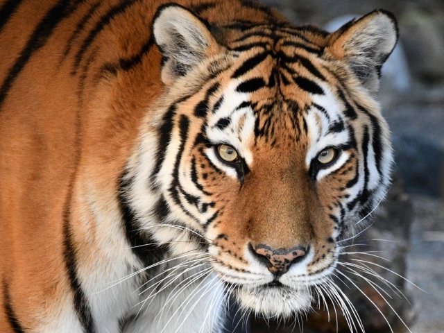 Большой красивый полосатый амурский тигр