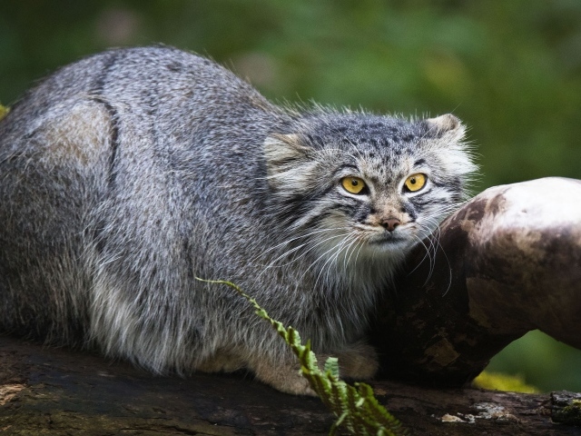 Большой серый манул сидит на дереве