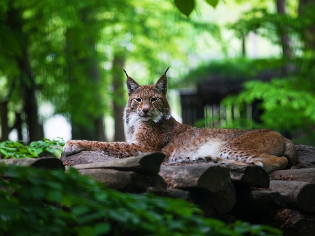 Большая рысь лежит на сухих деревьях