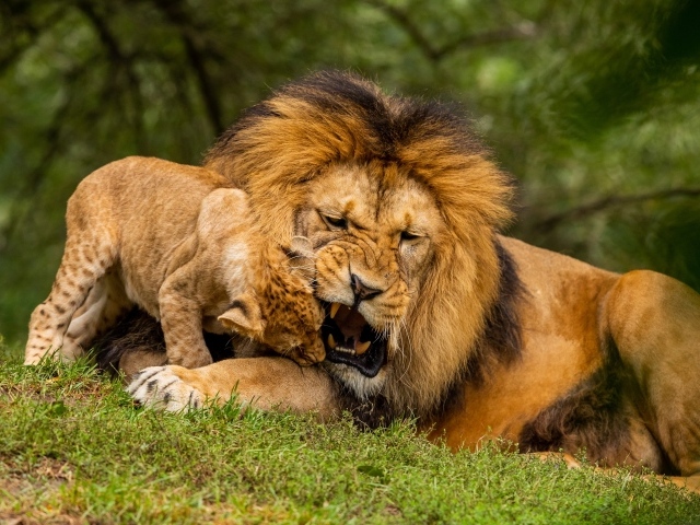 Большой грозный лев играет с львенком на зеленой траве