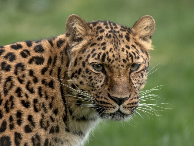 Большой пятнистый леопард крупным планом