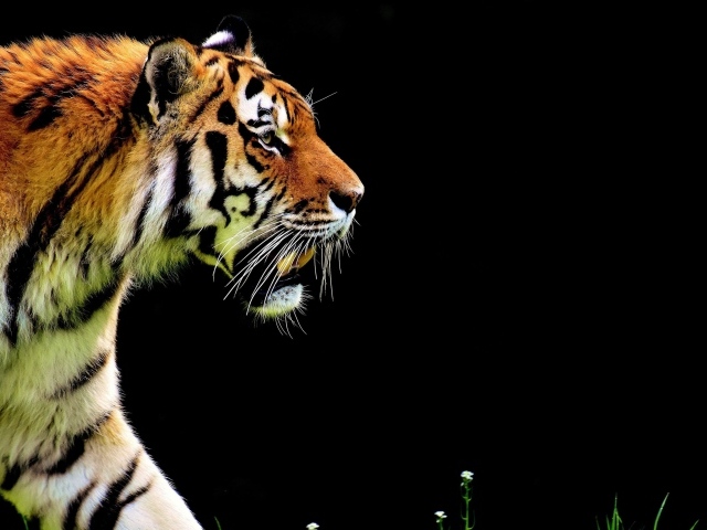 Большой суровый тигр крадется на черном фоне