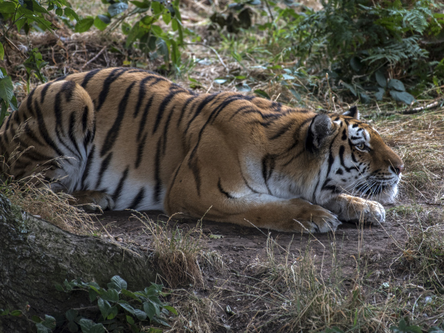 Большой полосатый красивый тигр сидит в засаде 