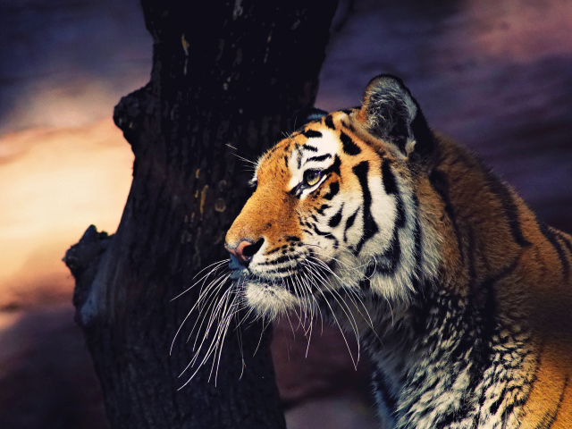 Большой полосатый тигр у дерева