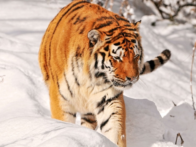 Большой полосатый тигр идет по снегу 