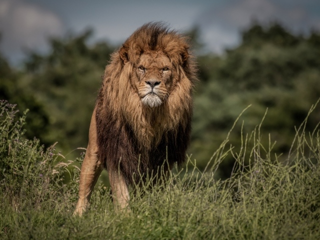 Свирепый лев в зеленой траве