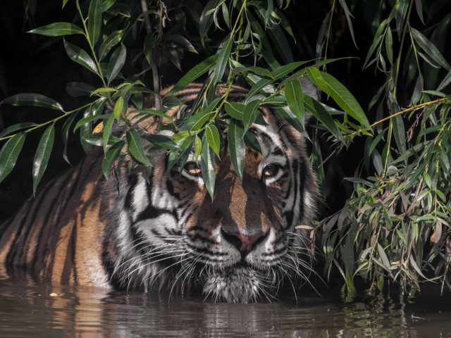 Большой полосатый тигр в воде в зеленых листьях