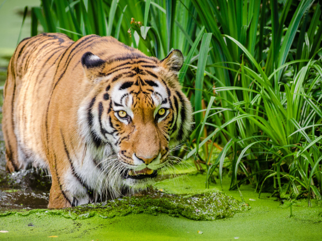 Большой полосатый тигр стоит в покрытой тиной воде 