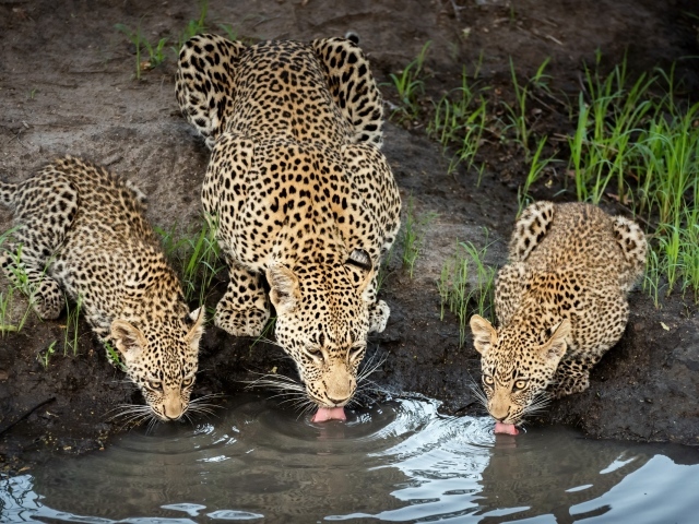 Леопард с детенышами пьют воду в пруду