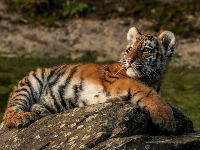 Маленький полосатый тигренок лежит на камне