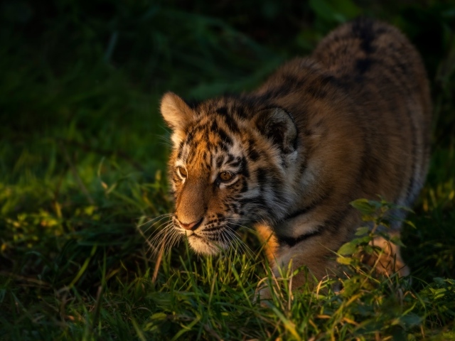 Маленький тигр крадется в зеленой траве