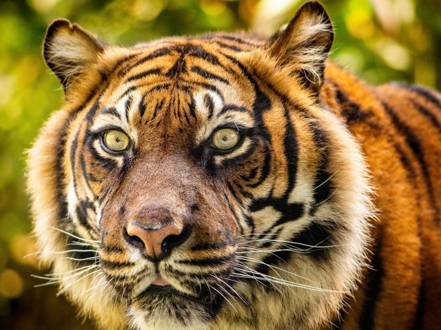 Морда большого полосатого тигра