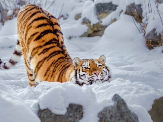 Довольный полосатый большой тигр в снегу 