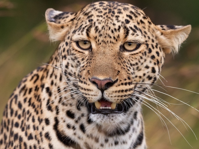 Пятнистый леопард прижал уши 