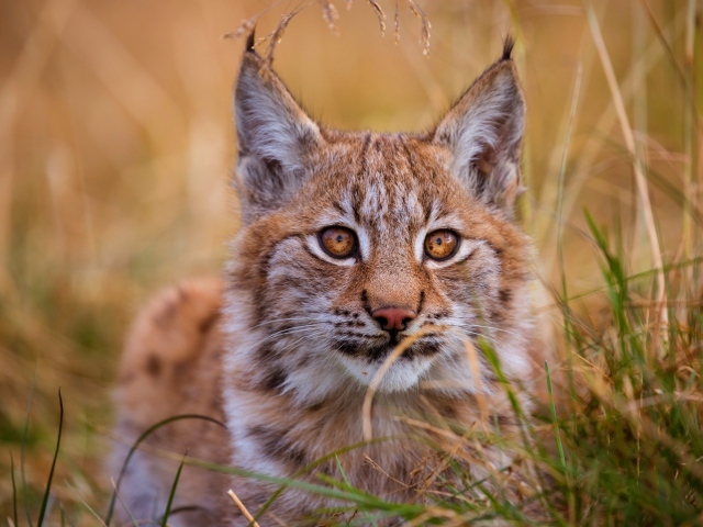 Маленькая кареглазая рысь сидит в траве