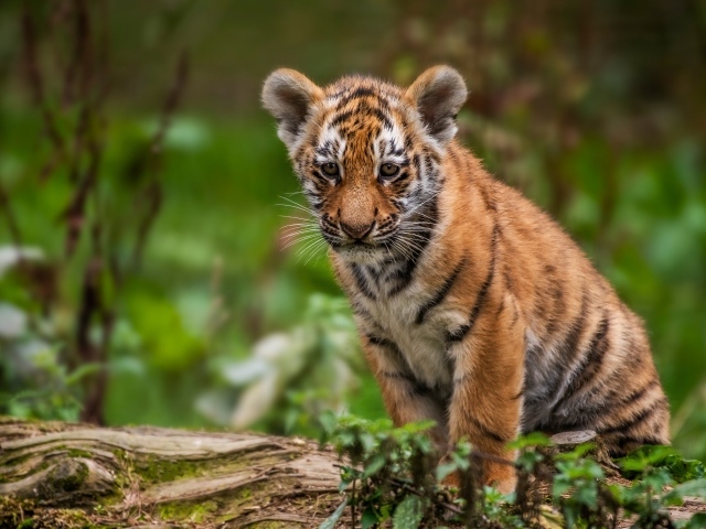 Маленький грустный тигренок сидит на сухом дереве