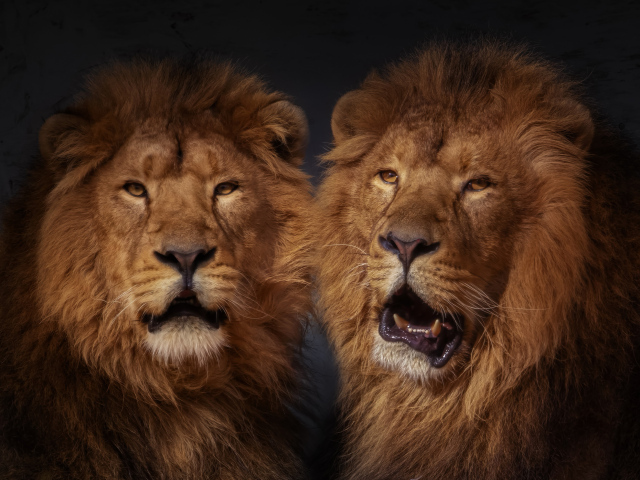 Два больших пушистых льва 