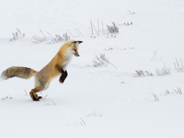 Красивая рыжая лиса охотится в снегу зимой