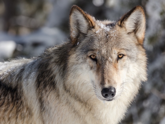 Серьезный взгляд серого волка в снегу зимой