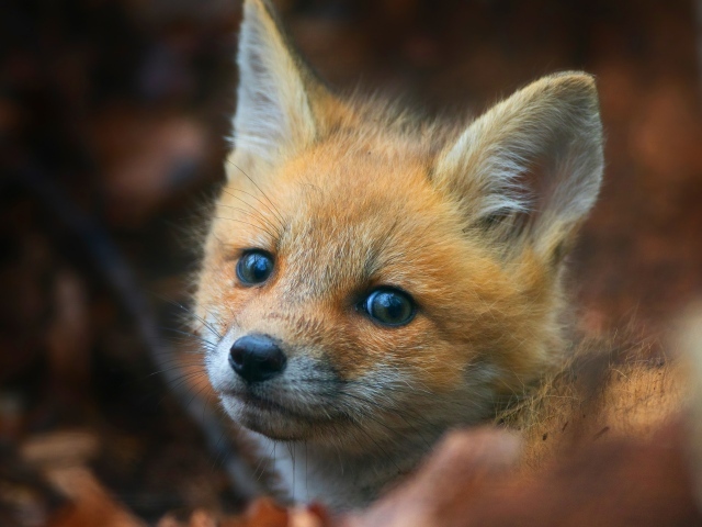Взгляд маленького испуганного рыжего лисенка