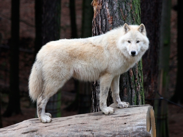 Белый большой волк стоит на сухом дереве