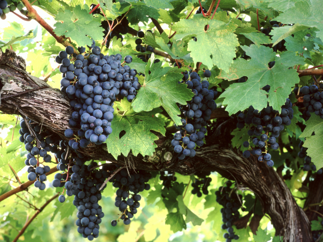 Большие гроздья синего винограда в зеленых листьях 