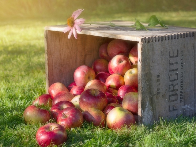 Много красных яблок в ящике на зеленой траве