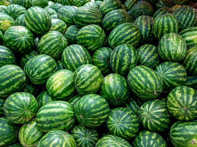 Много полосатых зеленых арбузов