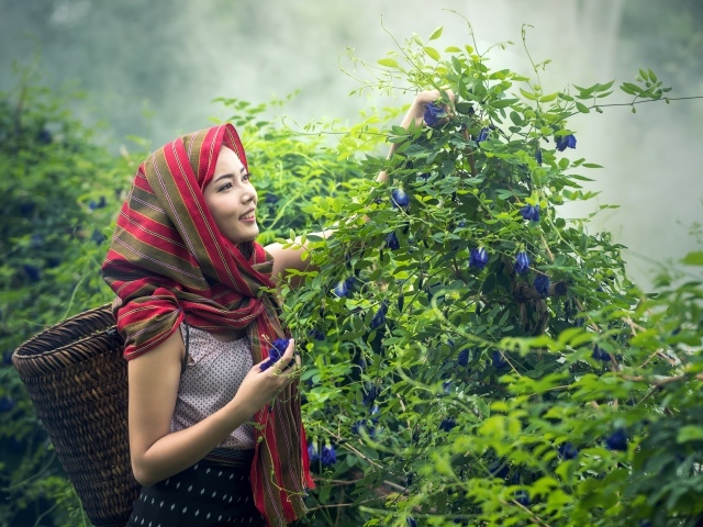 Девушка азиатка собирает цветы в корзину