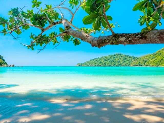 Ветка дерева на тропическом пляже у голубого океана