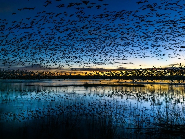 Стая птиц пролетает над прудом в сумерках