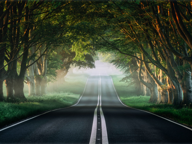 Асфальтированная дорога у зеленых деревьев летом