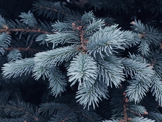 Ветка голубой ели крупным планом