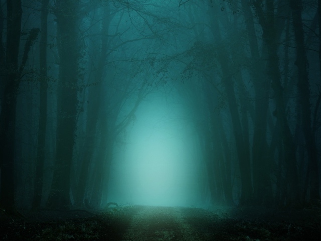 Холодный темный туманный лес 