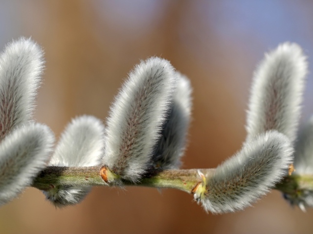 Пушистая ветка вербы