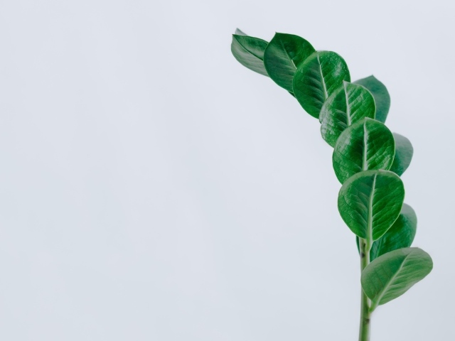 Зеленый лист на сером фоне крупным планом