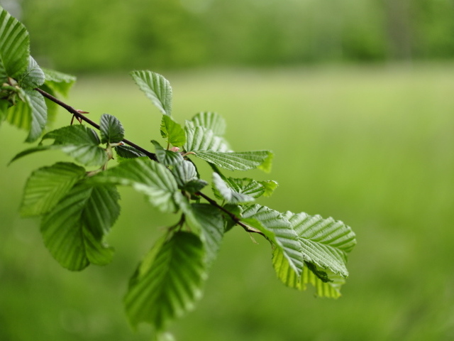 Зеленые листья на ветке дерева 