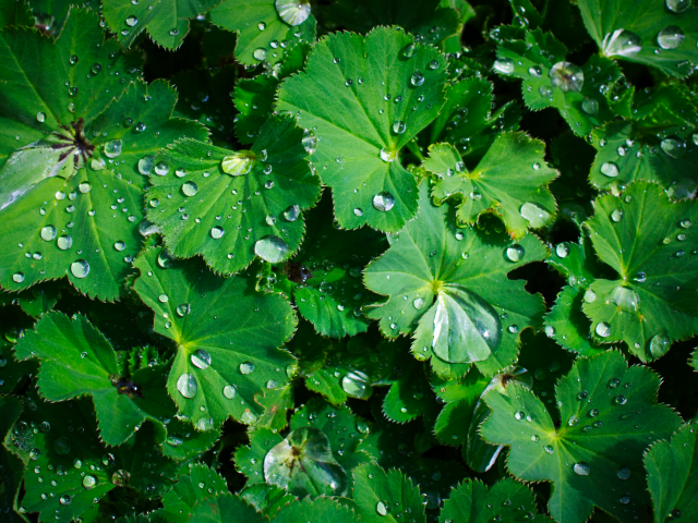 Зеленые листья с каплями воды крупным планом