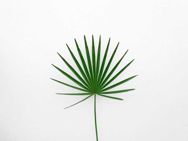 Зеленый пальмовый лист на белом фоне