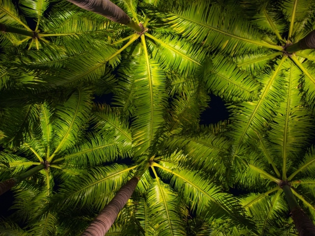Зеленые пальмовые листья вид снизу