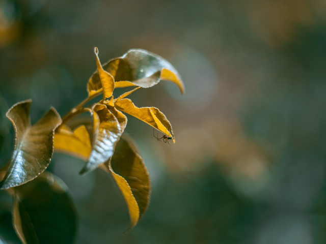 Зеленые сочные листья в лучах солнца 